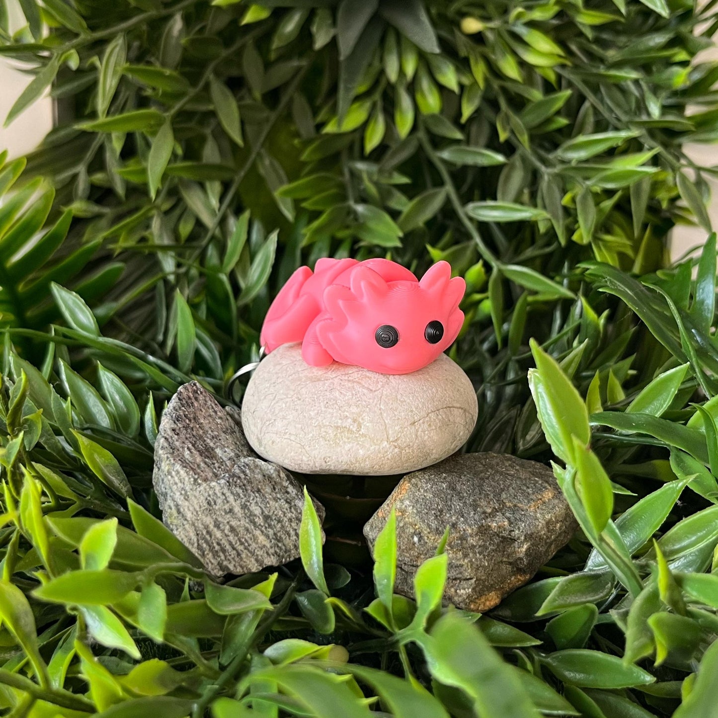 Axolotl