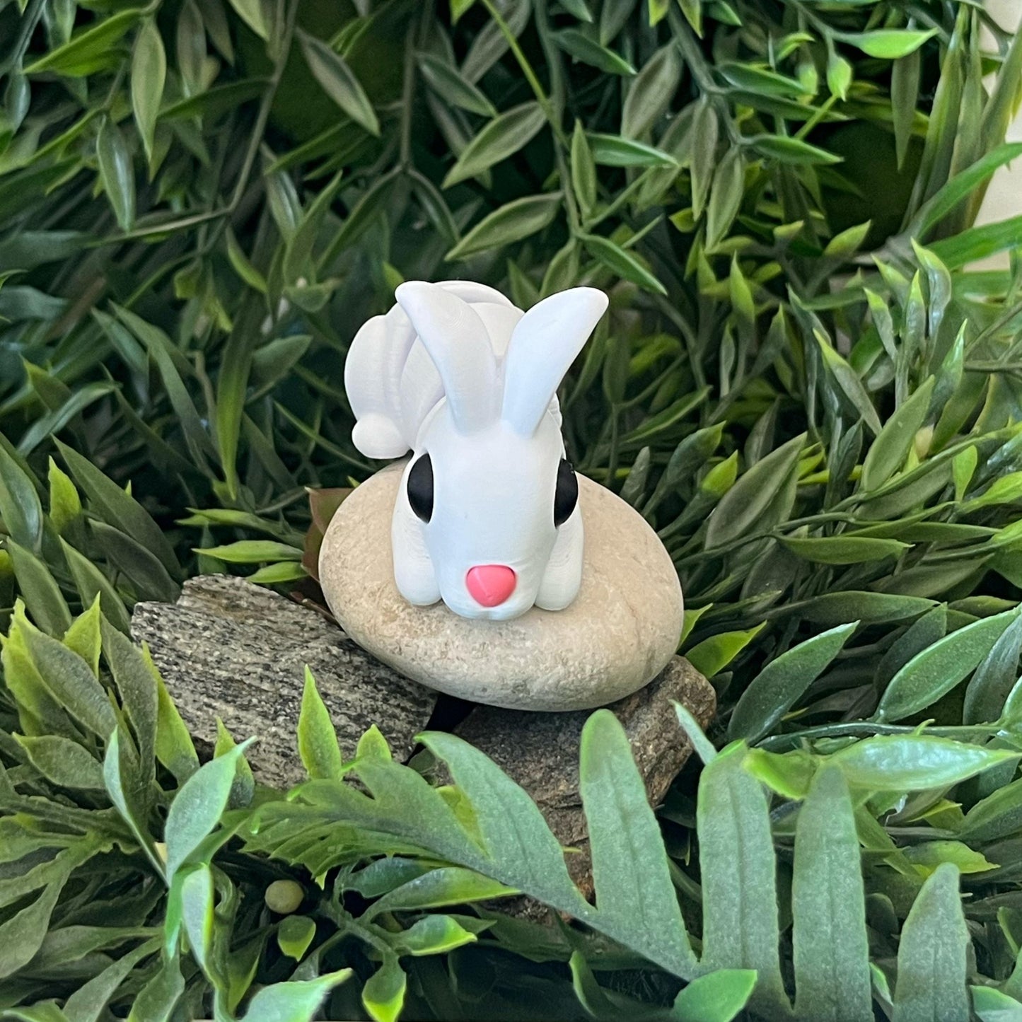 Hase