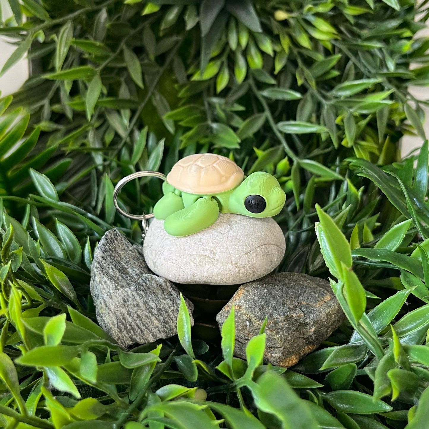 Schildkröte