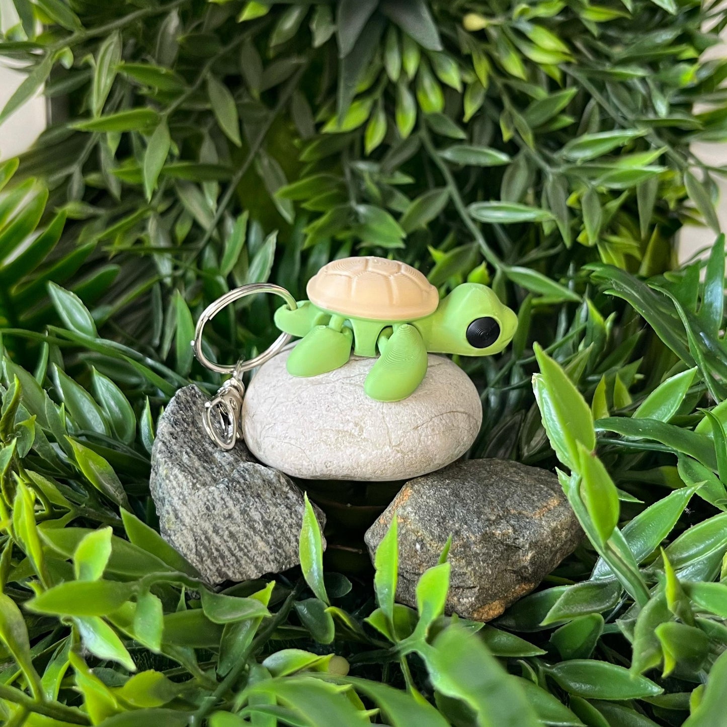 Schildkröte