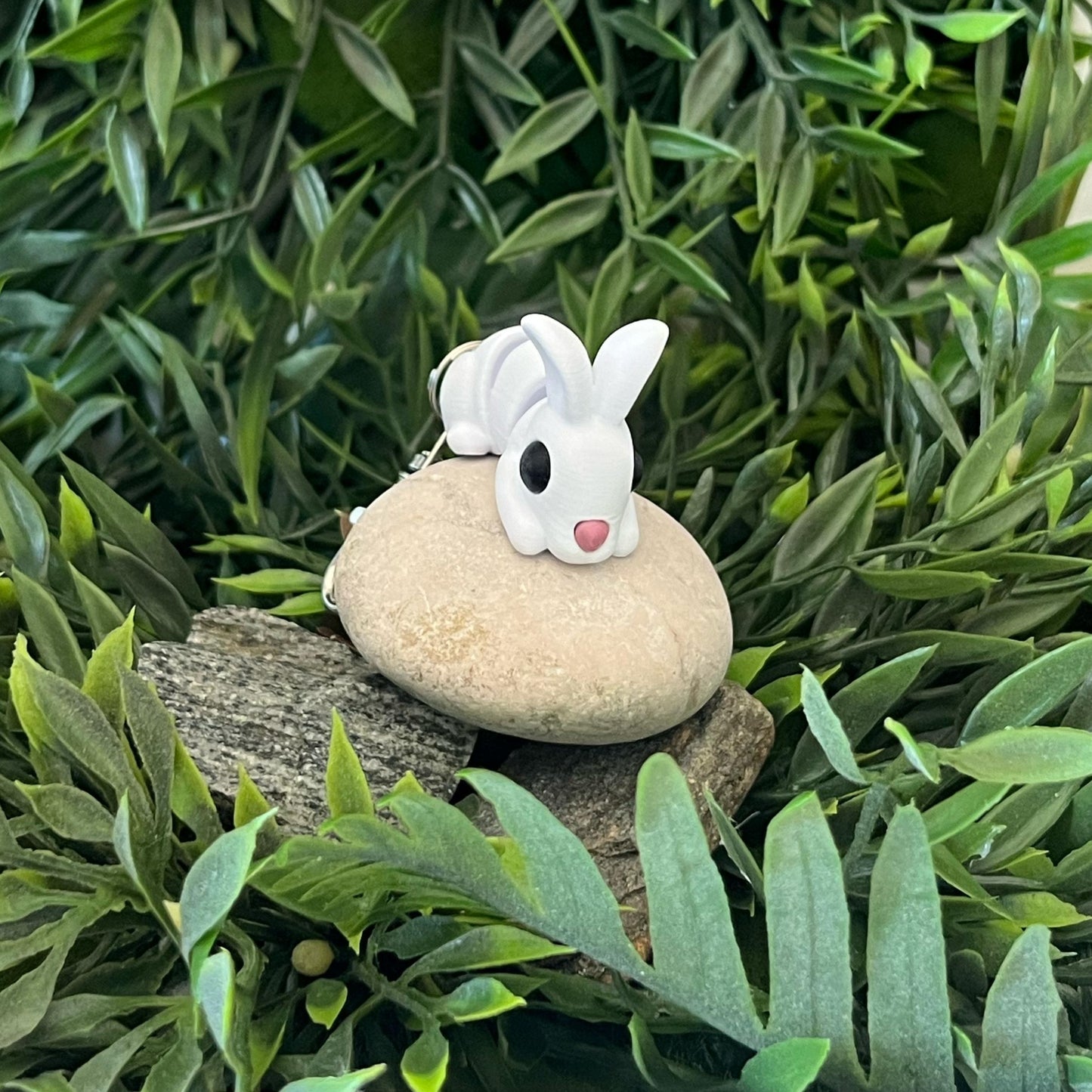 Hase